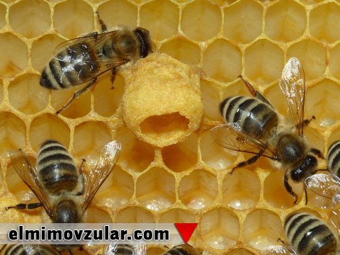  Akrobat bal arıları