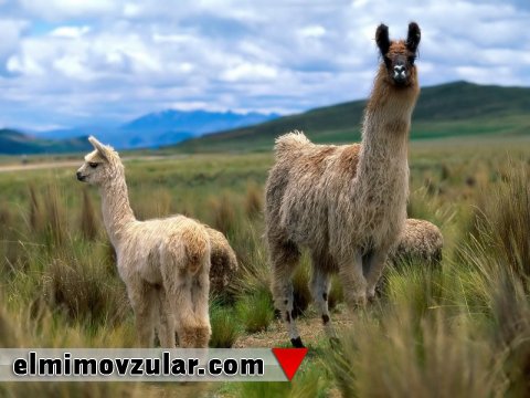  Bədən dili ilə müdafiə taktikası işlədən canlılar