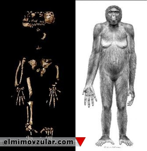  Darvinistlərin daha bir yalanı üzə çıxdı ARDİ (Ardipithecus ramidus) fosili