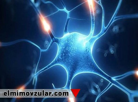  Dendrit hüceyrələrin təqlid edilməsi ilə kompüterlər üçün müdafiə sistemi quruldu