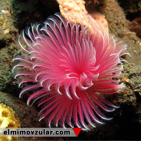  Dəniz Canlısı olan Anemon bitkisi