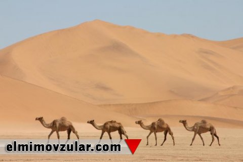  Səhraların möcüzəvi canlısı olan dəvə elmə ilham verir