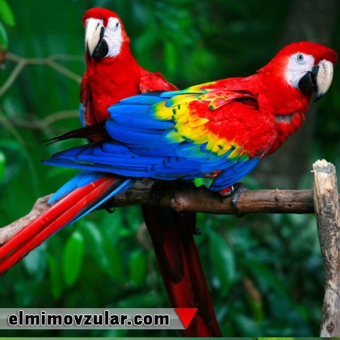 1 ay susuz yaşaya bilən tutuquşular 