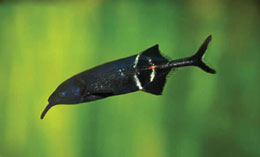 Qaranlıqda cisimləri ayırd edən canlı – fil balığı 