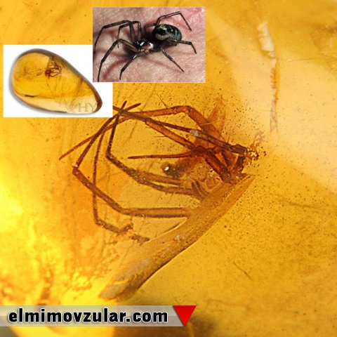 20 milyon illik hörümçək fosili (qalıq) bizə nəyi sübut edir? 