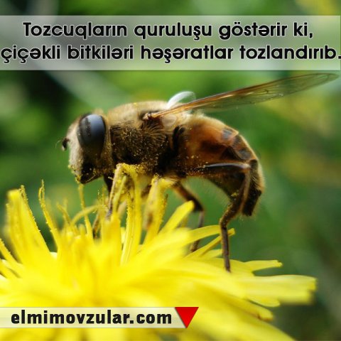 240 milyon illik tozcuq fosili tapılıb 