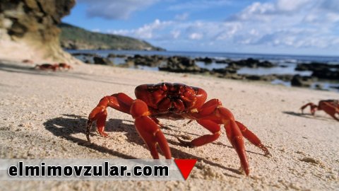 400°C hidrotermiki mənbələri uzaq məsafədən hiss edən xərçəng gözü