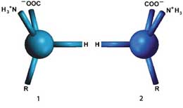 Canlılardakı bütün zülallar niyə sol əllidir?