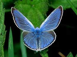 Colias adlı kəpənəklər haqqında bilmədiklərimiz