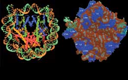 Dnt və genetik tarixin başlanğıcı