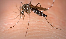 Doğuşunu təxirə salan canlı 