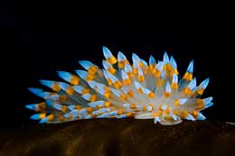 Nudibranch ilbizi