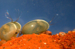 Dənizdəki işıqların sirri: Ostrakod 