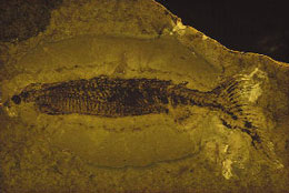 Uydurma əcdadımız Euphanerops