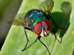 Eşitmə cihazlarında yeni inkişaf: ağcaqanad qulağı
