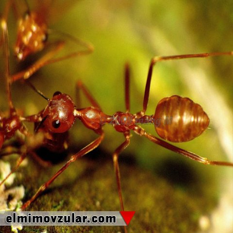 Akasiya ağaclarını qoruyan qarışqalar