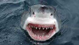 Akulalardakı xüsusi sistem