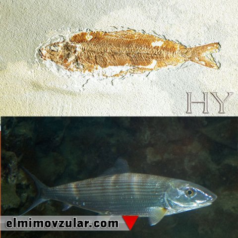 Albuloıdei (Qılçıqlı balıq)