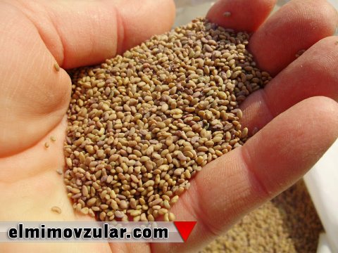 Allah bitki toxumlarını qoruyan xüsusi sistemlər yaradıb