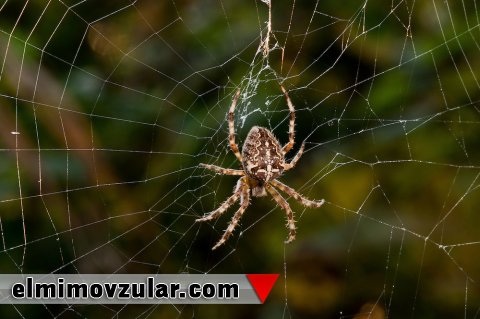  Allahın hörümçək torunda yaratdığı möhtəşəm sənət