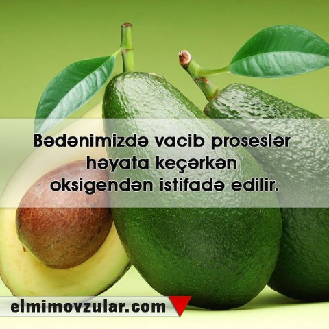 Allahın qulları üçün şəfa qaynağı kimi yaratdığı meyvə: avokado