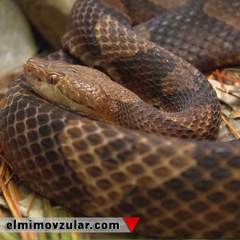 AMERİKA, MÜDAFİƏSİNDƏ GÜRZƏLƏRİ NÜMUNƏ ALIR