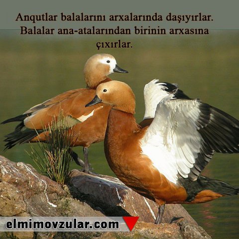 Anqut quşlarının balalarına şəfqəti