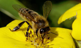 Özlərinə dərman istehsal edən canlılar 