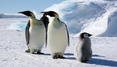 Canlılardakı antifriz sistemi