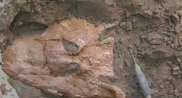 Saxta ara keçid forma – Tiktaalik Roseae