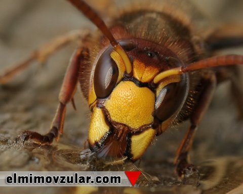 Arı gözü korluğun müalicəsinə ilham mənbəyi olur