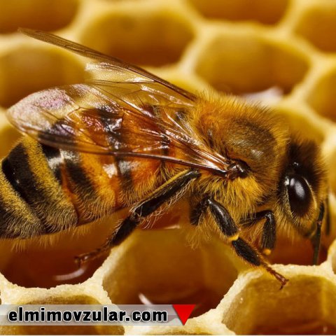 Arı pətəyində həyat və arı şanı