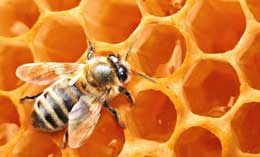 Arının genetik kodu