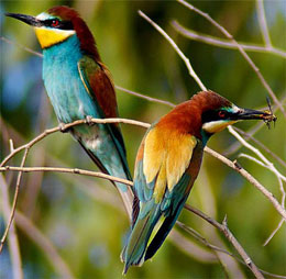 Arıquşunun uçuşu və enerjisi