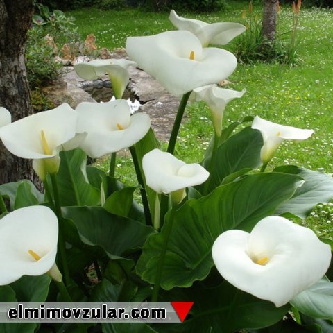 Arum zanbağının cəlbedici tələsi