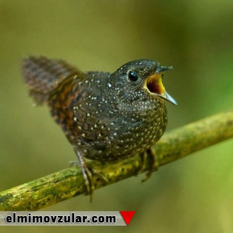 Asiyada yeni quş növü kəşf edilib