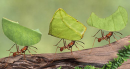 Yarpaq kəsən qarışqalar: Atdalar