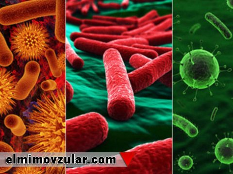 Bakteriyalar arasındakı ünsiyyət mexanizmi 