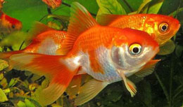 Balıqlardakı bənzərsiz hissiyyat sistemi