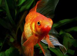 Balıqların üzməsini asanlaşdıran yaradılış xüsusiyyətləri