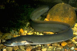 Elektrik hasil edən balıqlar