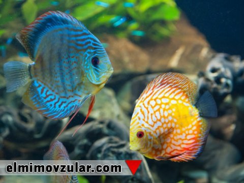 Balıqların dayanıqlı dəriləri