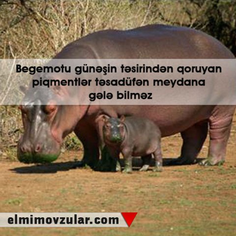 Begemotların ifraz etdikləri maye günəş kremi rolunu oynayır 