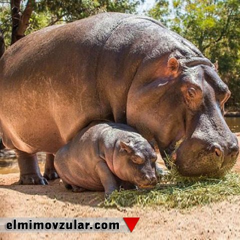 Begemotların mükəmməl müdafiə silahı - çənələri