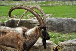 Bezoar keçilərinin kimya biliyi