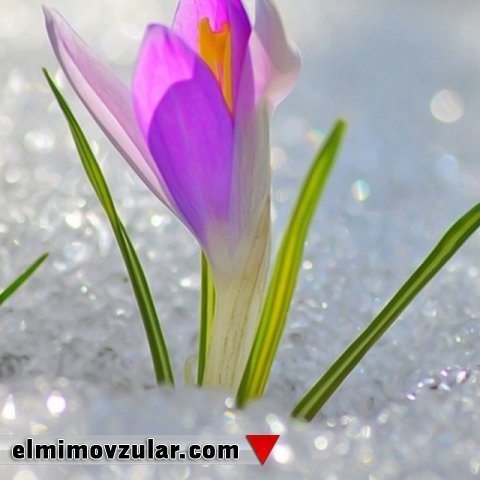 Bitkilər soyuqla necə mübarizə aparır?