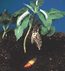 Həyəcan siqnalı verən bitkilər