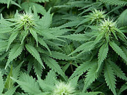 Bitkilərdəki sərinləmə mexanizmi