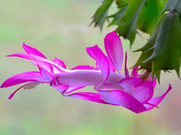 Bitki rənglərindəki sənət