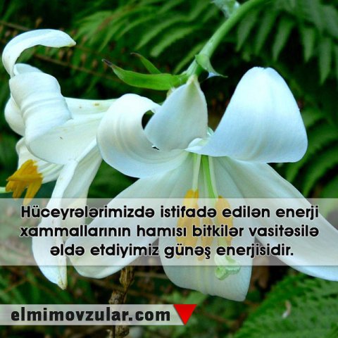 Bitkilərin dünyası 